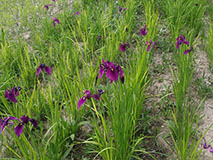 蓝花鸢尾